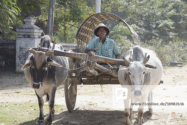 Ein Mann fährt einen Wagen  der von zwei Wasserbüffeln gezogen wird; Bagan  Myanmar'.
