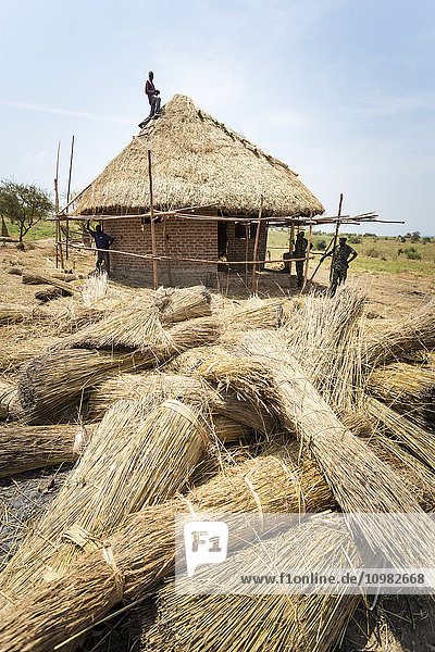 'Workers building a grass thatched roof; Uganda'