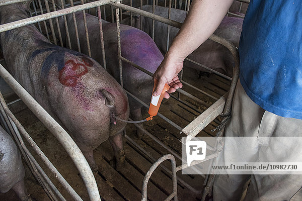 Salamanca  Spanien  Schweinebauer  der iberisches Schwein künstlich befruchtete