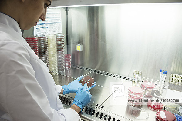 Laborant im analytischen Labor für die Züchtung von Zellen in der Petrischale