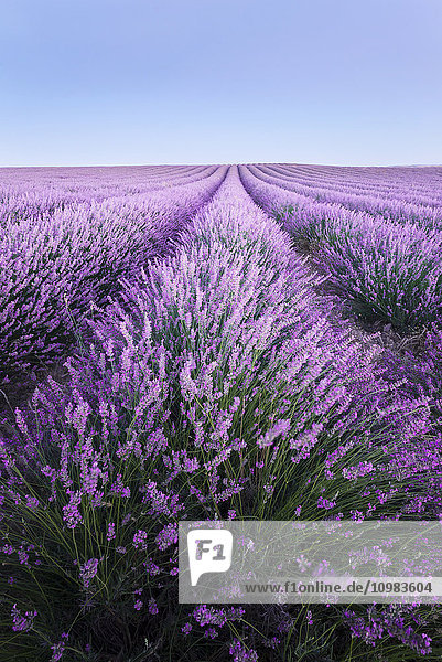 Frankreich  Provence  Lavendelfelder