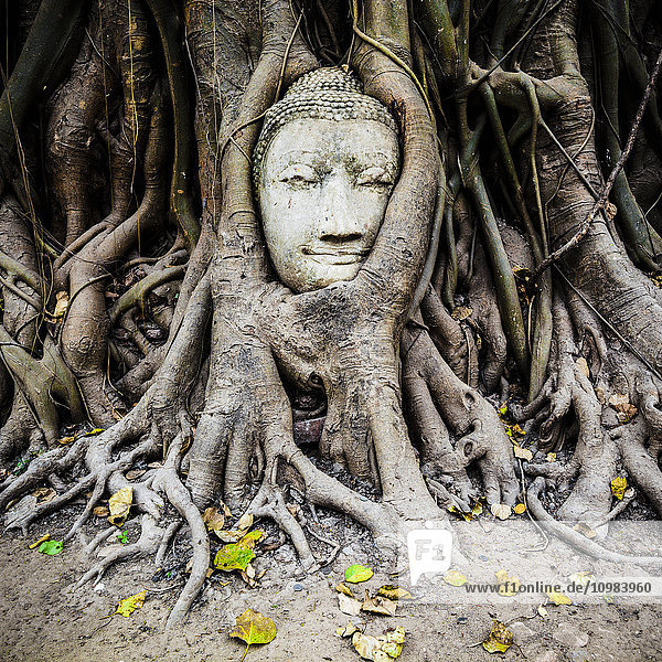 Thailand  Ayutthaya  Kopf des Sandstein-Buddha zwischen Baumwurzeln im Wat Mahathat