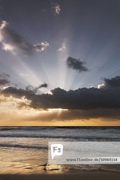 Australien  New South Wales  Strand bei Sonnenaufgang