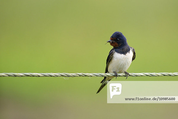 Barn swallow on a pope