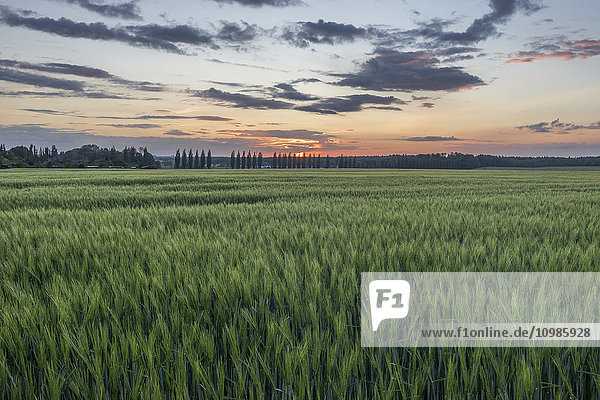Deutschland  Niedersachsen  Feld bei Sonnenuntergang
