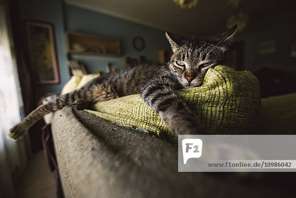 Tabby Katze entspannt auf der Couch