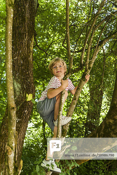 Kleiner Junge klettert auf einen Baum im Wald