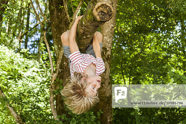 Kleiner Junge klettert auf einen Baum im Wald