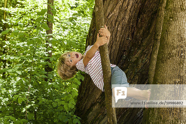 Kleiner Junge klettert auf einen Baum