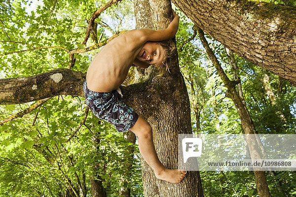 Kleiner Junge klettert auf einen Baum im Wald