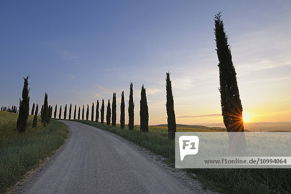 Cypress Lined Road at Sunrise  Monteroni d'Arbia  Siena Province  Tuscany  Italy