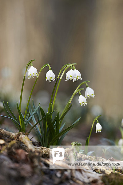 Nahaufnahme der Frühlingsschneeflocke (Leucojum vernum)  Blüte im Frühling  Oberpfalz  Bayern  Deutschland