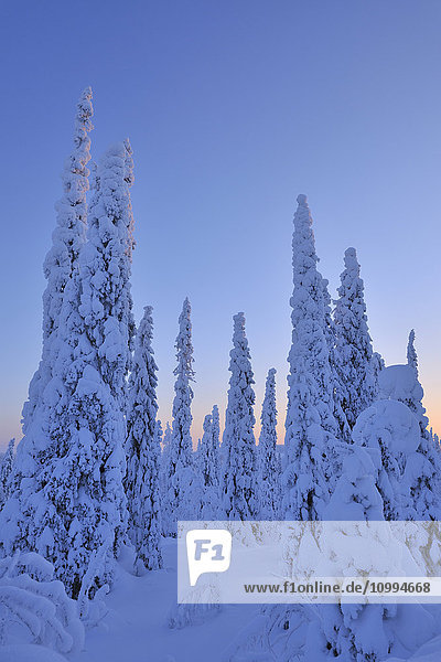 Snow Covered Spruce Trees at Dawn in Winter  Niskalai  Kuusamo  Nordoesterbotten  Finland