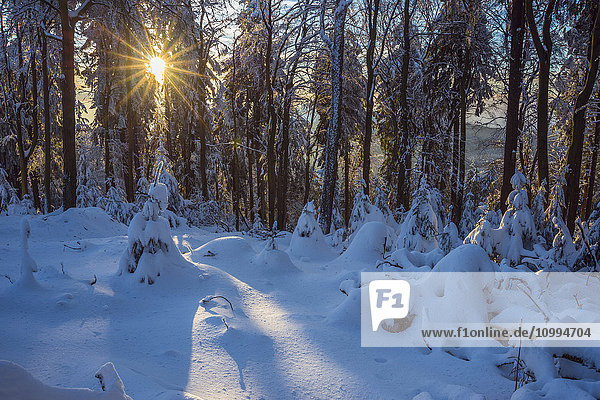 Snow Covered Winter Forest at Sunrise  Grosser Feldberg  Frankfurt  Taunus  Hesse  Germany