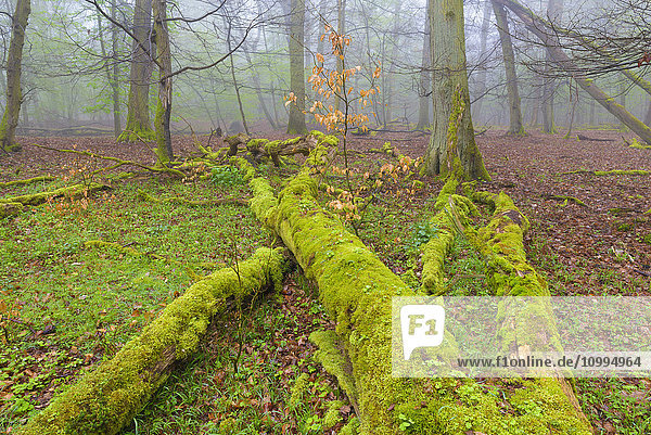 Dead Wood Covered in Moss in Forest in Early Spring  Hesse  Germany