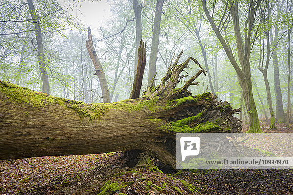 Fallen Tree in Beech Forest in Spring  Hesse  Germany