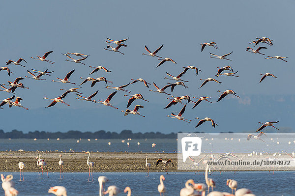 Greater Flamingos (Phoenicopterus roseus) in Flight  Saintes-Maries-de-la-Mer  Parc Naturel Regional de Camargue  France