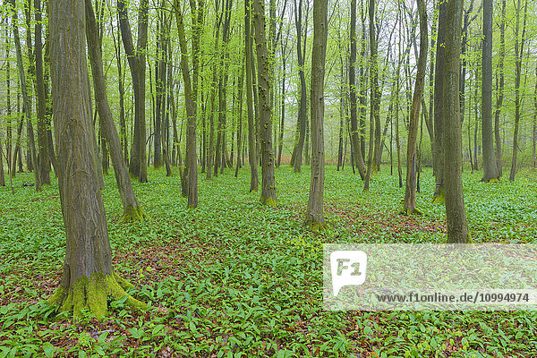 European Beech (Fagus sylvatica) Forest in Spring  Hesse  Germany