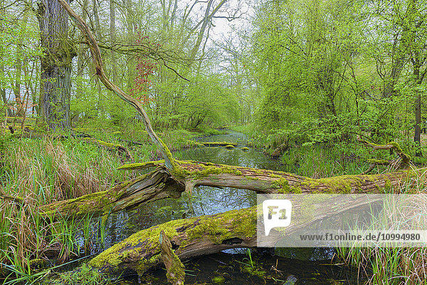 Moosbewachsener Baumstamm in einem Feuchtgebiet im Vorfrühling  Hessen  Deutschland