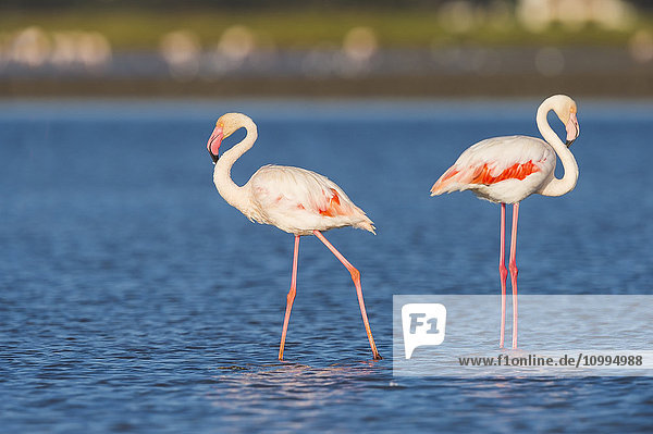 Großer Flamingo (Phoenicopterus roseus)  Saintes-Maries-de-la-Mer  Parc Naturel Regional de Camargue  Frankreich
