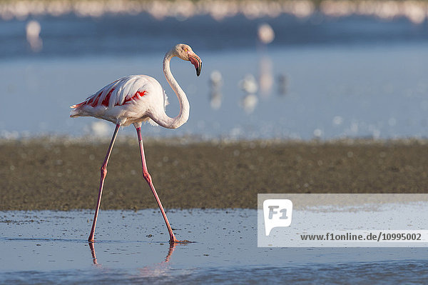 Großer Flamingo (Phoenicopterus roseus),  Saintes-Maries-de-la-Mer,  Parc Naturel Regional de Camargue,  Frankreich
