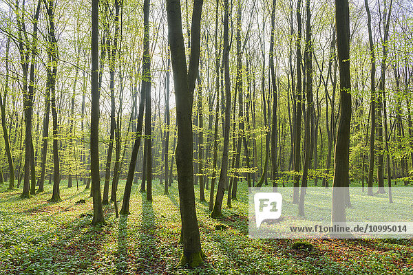 European Beech (Fagus sylvatica) Forest in Spring  Hesse  Germany