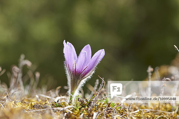 Nahaufnahme der Blüte der Gemeinen Wiesenschaumkrautblume (Pulsatilla vulgaris) im Frühling,  Bayern,  Deutschland
