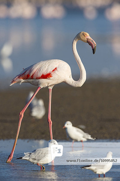 Großer Flamingo und Schwarzkopfmöwen  Saintes-Maries-de-la-Mer  Parc Naturel Regional de Camargue  Frankreich