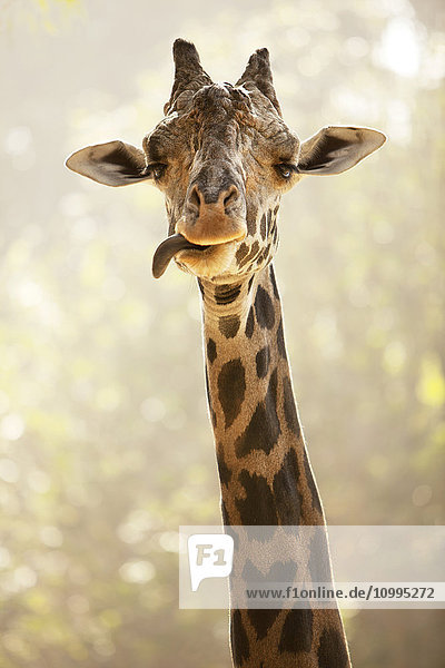 Porträt einer Giraffe  die ihre Zunge herausstreckt  Los Angeles Zoo  Los Angeles  Kalifornien  USA