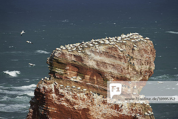 Sea stack in the North Sea along the coast of Helgoland with nesting seabirds  northern gannets and common murres  North Germany