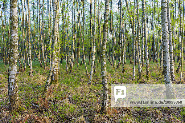 Birch Forest in Spring  Hesse  Germany