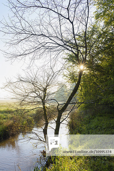 Sun through Tree Branches by Stream at Sunrise Hesse Germany