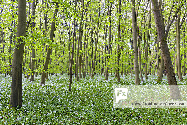 European Beech Forest (Fagus sylvatica) with Ramson (Allium ursinum) in Spring  Hesse  Germany