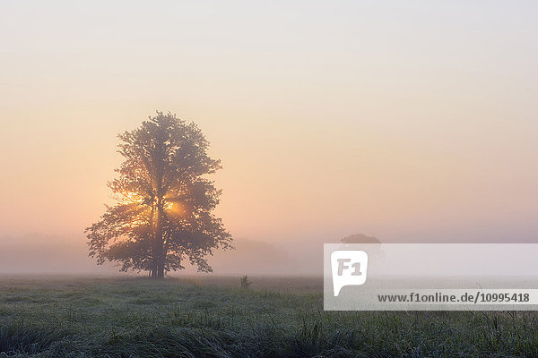 Baum im Morgennebel bei Sonnenaufgang  Hessen  Deutschland
