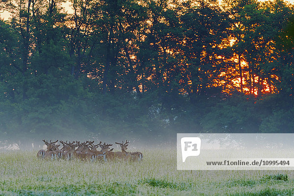 Herd of Fallow Deers (Cervus dama) at Sunrise  Hesse  Germany