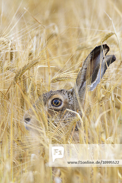 European Brown Hare (Lepus europaeus) in Grain Field  Hesse  Germany