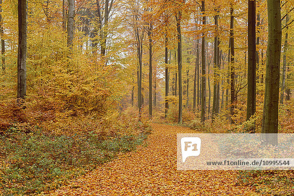Path in Beech Forest in Autumn  Spessart  Bavaria  Germany