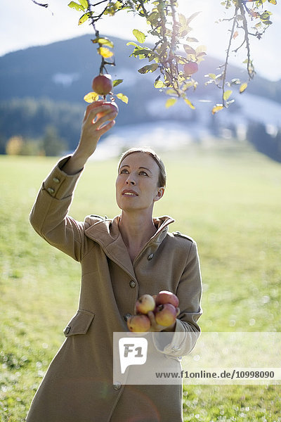 Österreich  Salzburger Land  Maria Alm  Ältere Frau pflückt Äpfel vom Baum