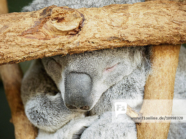 Nahaufnahme eines Koalas (Phascolarctos cinereus)  der auf einem Baum schläft