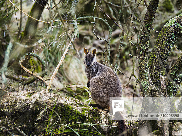 Australia  New South Wales  Jenolan Caves  Brush-tailed rock-wallaby (Petrogale penicillata) sitting on rock among branches