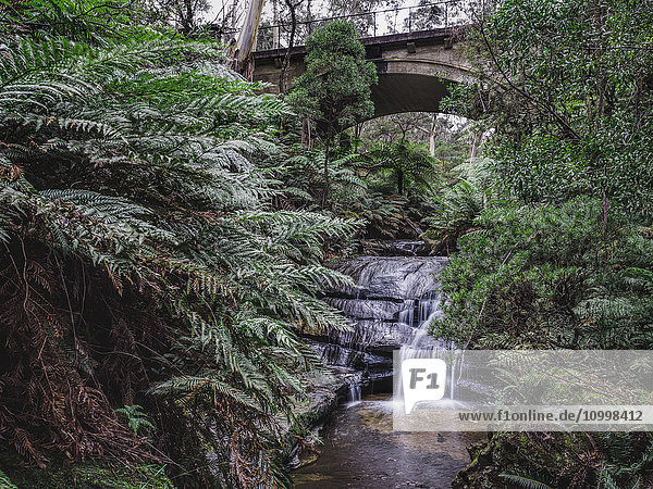 Australien  New South Wales  Blue Mountains National Park  Leura Cascades  Brücke über Wasserfall im Wald