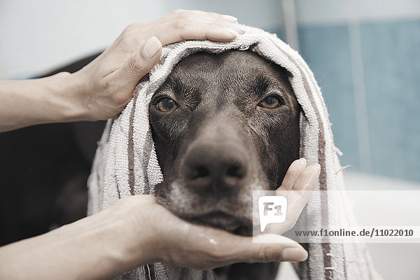 Nahaufnahme Porträt ernsthafter schwarzer Hund beim Baden