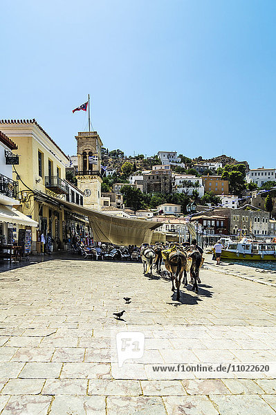 Greece  Hydra  square with mules