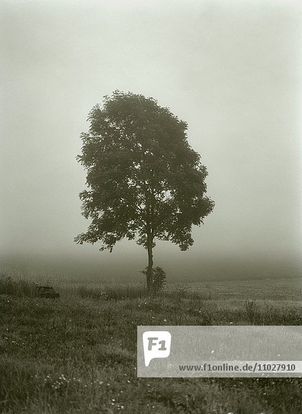 Ein einsamer Baum im Nebel,  Schweden.
