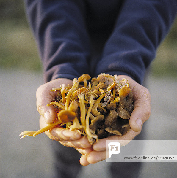 Hands holding mushrooms.