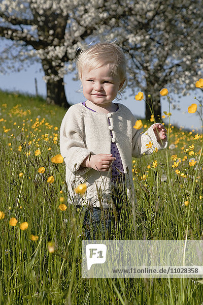 Switzerland  small girl (18-23 months) in meadow