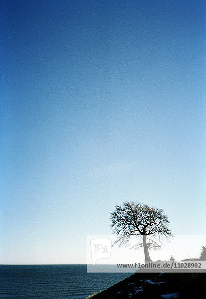 Ein Baum vor blauem Himmel.