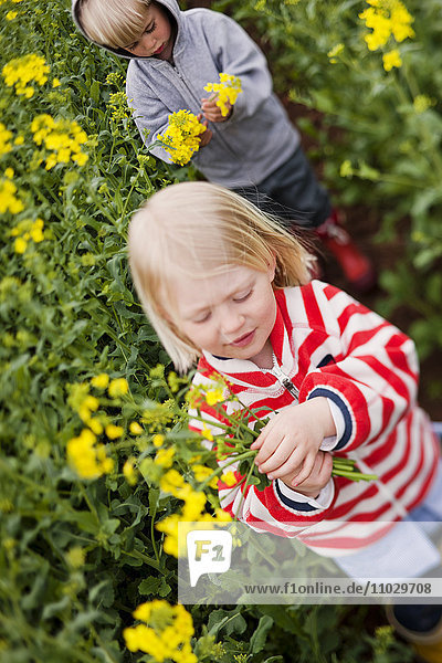 Children picking oilseed rape flowers