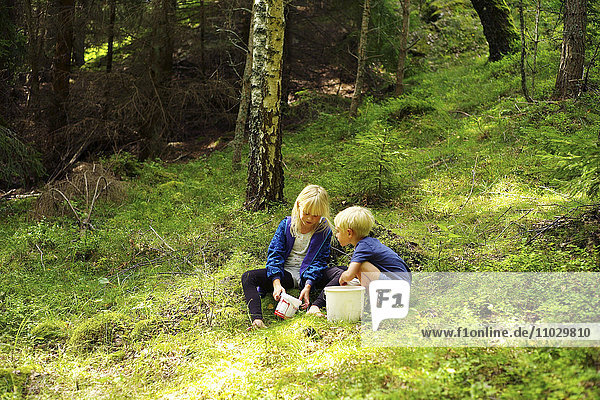 Kinder beim Pilzesammeln im Wald