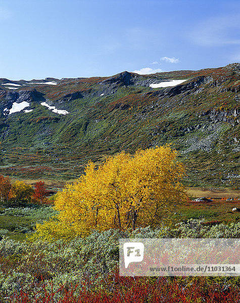 Herbstlandschaft  Norwegen.